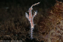 BD-140325-Dumaguete-3887-Solenostomus-paradoxus-(Pallas.-1770)-[Harlequin-ghost-pipefish.-Spökkantnål].jpg